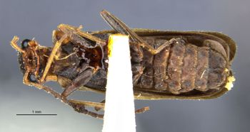 Media type: image;   Entomology 24175 Aspect: habitus ventral view